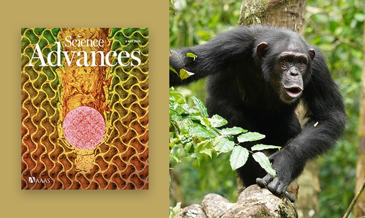 Photo de Liran Samuni pour le Taï Chimpanzee Project et de la couverture de la revue Science Advances de mai 2025