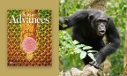 Photo de Liran Samuni pour le Taï Chimpanzee Project et de la couverture de la revue Science Advances de mai 2025
