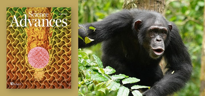 Couverture de la revue Science Advances et photo d'un chimpanzé par Liran Samuni pour le Taï Chimpanzee Project