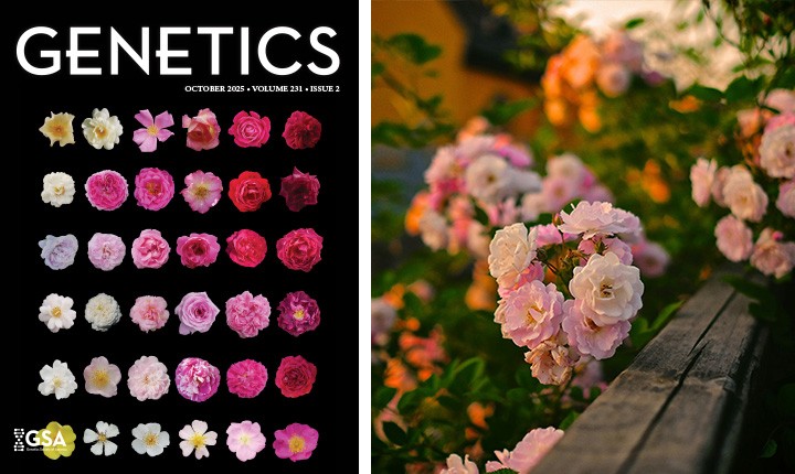 La couverture de la revue GENTICS d'octobre et une photo de rosiers dans un jardin